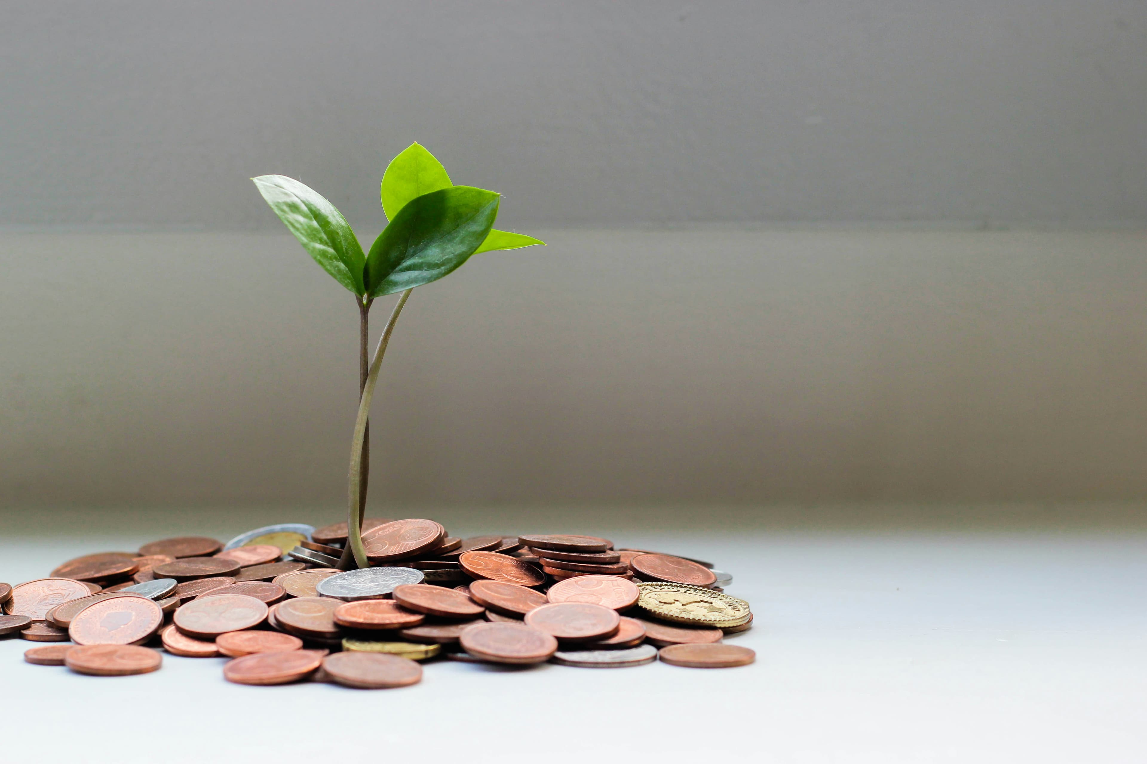 Golden coins and plant symbolizing financial growth and prosperity